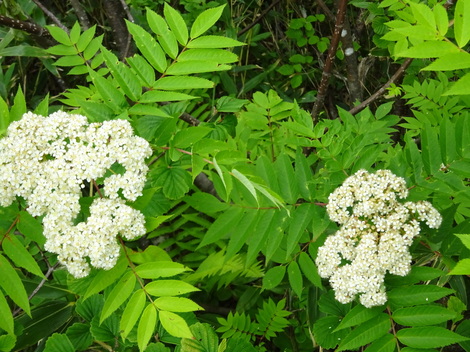 DSC00397.JPG